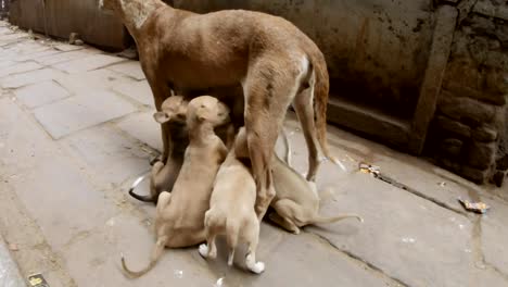 Hund-füttert-Welpen-in-der-Mitte-der-schmalen-Kopfsteinpflasterstraße-von-Varanasi-motobikes-fahren-um-sie-herum