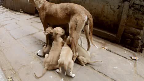 Dog-feeds-puppies-staing-in-middle-of-narrow-cobbled-street-of-Varanasi-motobikes-drive-around-it