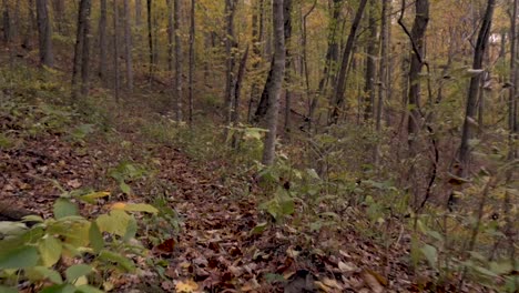 POV-stabilized-shot-of-the-camera-moving-through-the-woods-on-a-hiking-trail