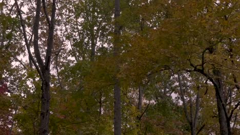 Slow-pan-of-trees-with-colorful-changing-yellow-leaves-blowing-in-the-wind