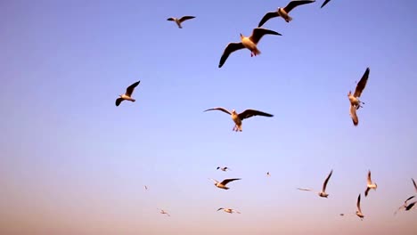 Seagulls-flying-over-wake-water