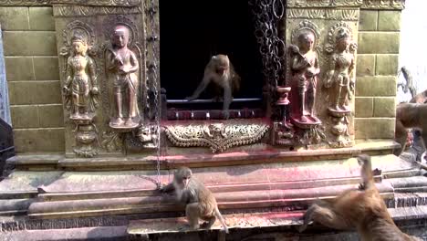 Mono-en-swayambhunath-por-estupa-de-sacrificio-altar-de-Katmandú,-Nepal