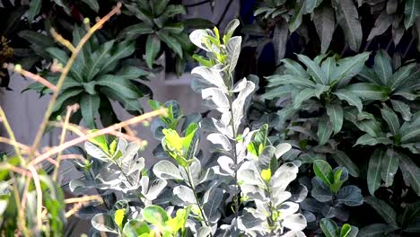 jackfruit-tree-Leafs-swinging-in-the-wind