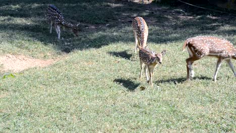 Brown-sika-deer-standing,-full-HD