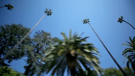 Palm-Tree-Drive