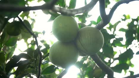 Pomelo-Fruchtbaum-im-Garten