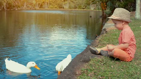 Chico-lindo,-alimentación-de-aves-acuáticas-en-el-estanque-lenta