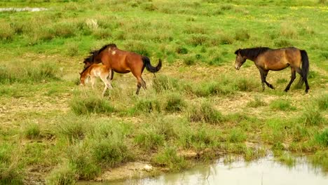 Potro-y-su-madre-en-un-prado-soleado.-Caballos-y-potro-pastan-en-una-pradera.