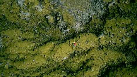 Copter-falls-down-whirling-from-long-shot-to-close-up.-Top-aerial-view-of-woman-lying-on-lava-field-in-Iceland,-resting