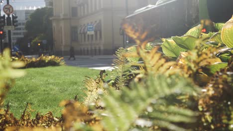 Sunny-Oslo-Street-From-Behind-Green-Plants