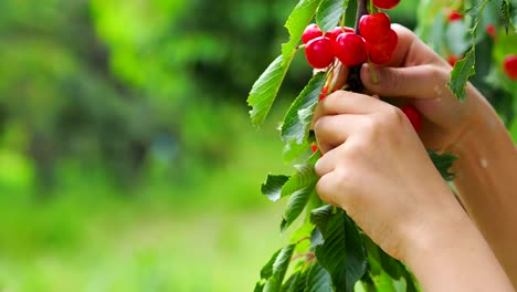 cereza-roja-recogiendo-las-ramas-de-cerezo