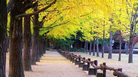 Fila-de-la-vista-del-biloba-del-ginkgo-en-otoño-en-la-isla-de-Nami-de-Corea-del-sur