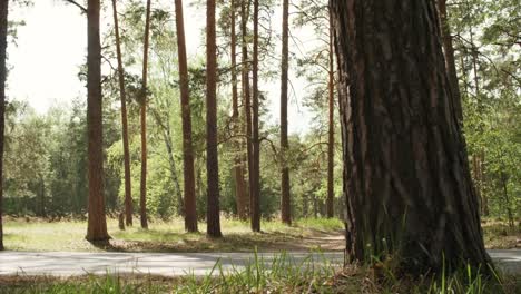 Ältere-Menschen-im-Park-joggen