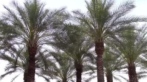 Swaying-palm-trees