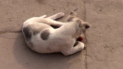 Tiergerechtes-spielt-mit-Blume-Blüte-in-Varanasi,-Indien