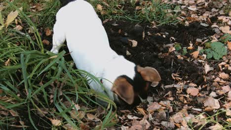 Perro-raza-Jack-Russell-Terrier-a-pie-en-el-Parque