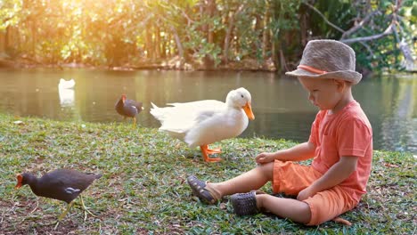 Lindo-niño-alimentación-aves-acuáticas-en-el-estanque-de-lenta