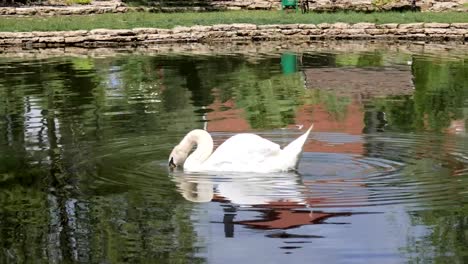 weisser-Schwan-schwimmen-in-sauberem-Wasser-im-See,-Vogel-schweben-und-trinkt-Wasser-im-See,-schöne-Natur,-Vogelgrippe-schwimmen