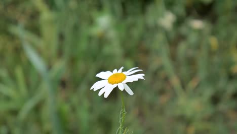 Camomile-flower-in-the-field-on-Vitru.