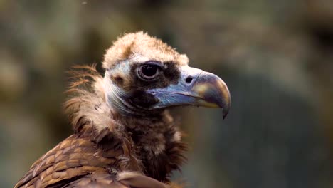 Closeup-of-vulture-at-zoo-park