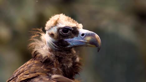 Nahaufnahme-der-Geier-im-Zoo-park