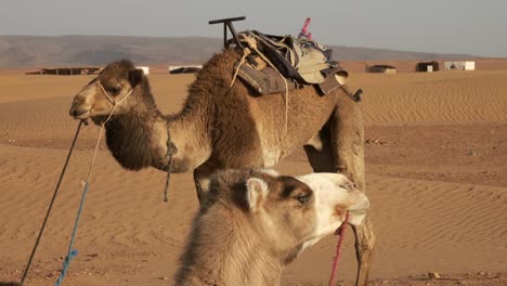 Dos-camellos-descansando-en-el-desierto-del-Sahara