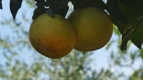 Dos-pomelos-en-el-árbol