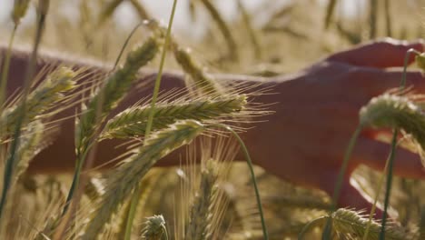 Man-touching-Beautiful-wheat-field-with-blue-sky-and-epic-sun-light---shot-on-RED