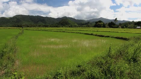 Verde-arroz-campos-de-las-Filipinas