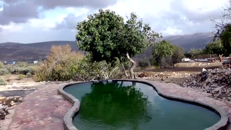 Alte-pools-mit-einem-Baum