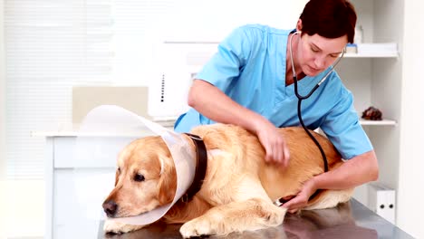 Veterinarian-examining-a-cute-labrador