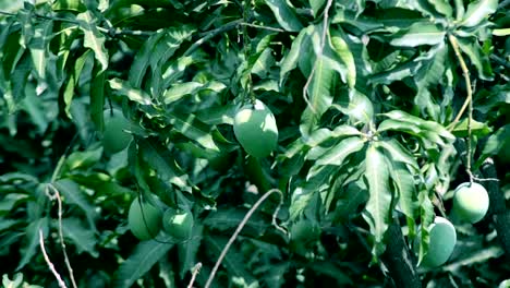 Mango-tree-leaf-swinging-in-the-wind