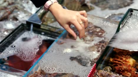 Calamar-frescas-vivas-en-exhibición-para-la-venta-en-Noryangjin-Fish-Market