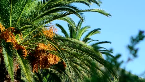 Palmera-datilera-en-Montenegro