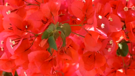 Flowers-in-Ionian-Islands