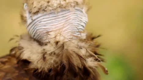 Closeup-of-vulture-at-zoo-park