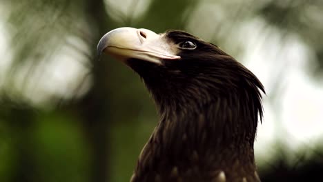 Eagle-Close-Up-in-the-zoo