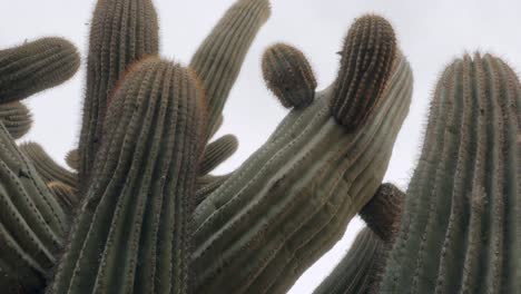 Pan-Down-Large-Saguaro-Cactus