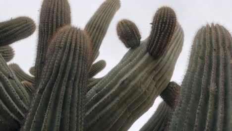 Nach-großen-Saguaro-Kaktus-unten-schwenken