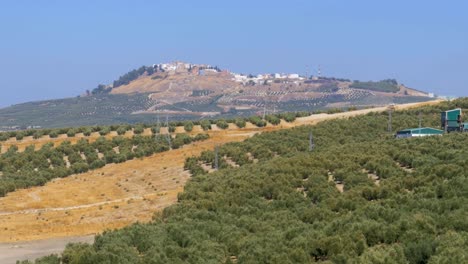 Landschaftsansicht-Olive-Fields-in-der-Wüste-von-Spanien