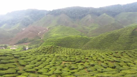 Vista-de-una-plantación-de-té