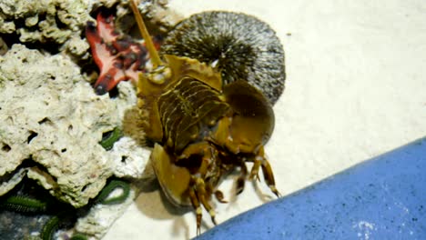 Horseshoe-Crab-die-ältesten-prähistorischen-Kreatur-in-der-Welt-im-Aquarium.-In-der-Apotheke-verwendet-wegen-blaues-Blut.-Horseshoe-Crab-im-Aquarium.-Ein-Xiphosura-in-einem-aquarium