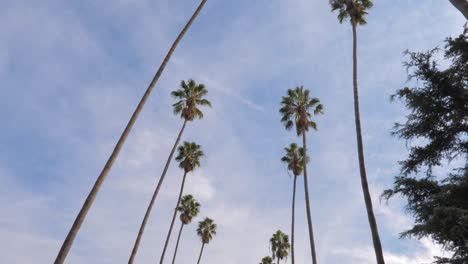 Panorama-Shot-From-The-Bottom-Up-Tall-California-Palm-Trees,-4K