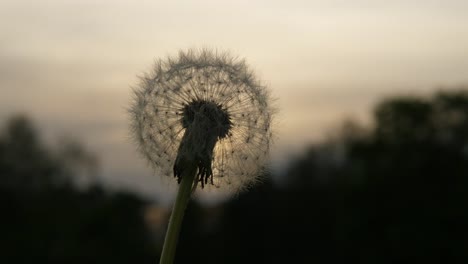 Löwenzahn-Samen-Kopf-gegen-Abendhimmel