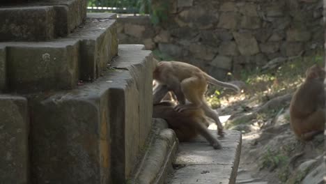 Female-monkey-with-cub