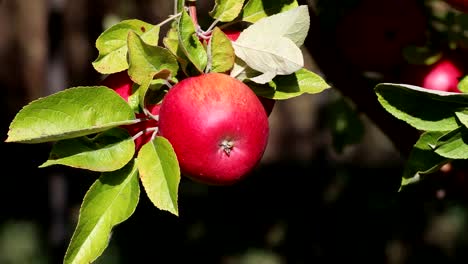 Rote-Äpfel-in-einem-Baum