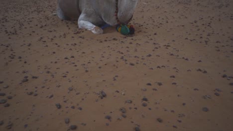 A-camel-is-waiting-for-the-ride-in-the-desert-early-in-the-morning-in-the-Sahara-desert-of-Morocco