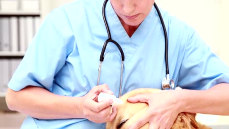 Veterinarian-examining-a-cute-labrador