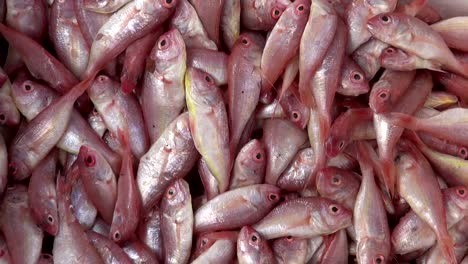 Pescado-en-mercado-de-asia,-India