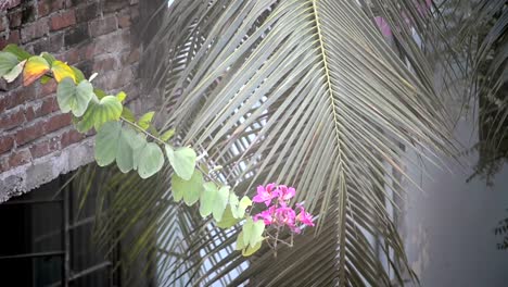 Flower-swinging-in-the-wind